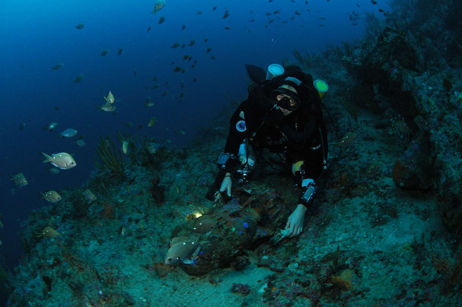 Poor Knights, New Zealand