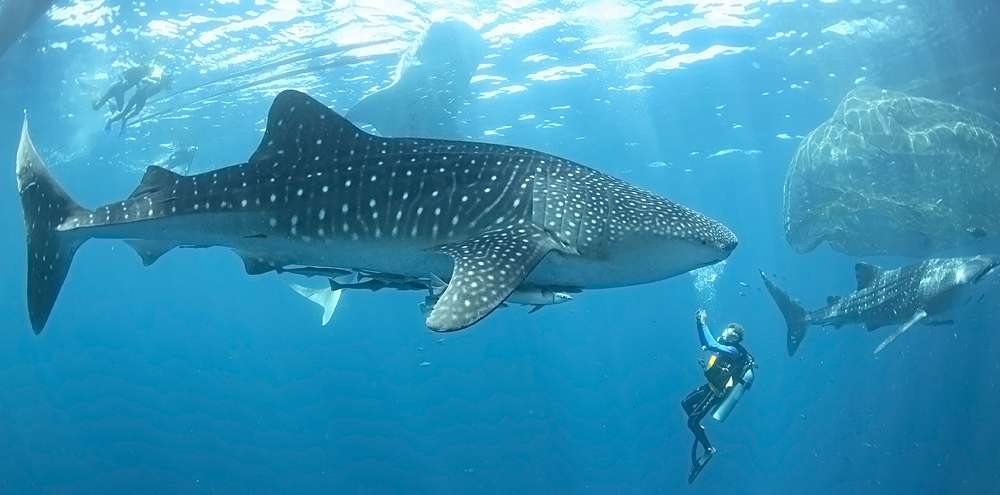 Whale Rock, Galapagos Islands