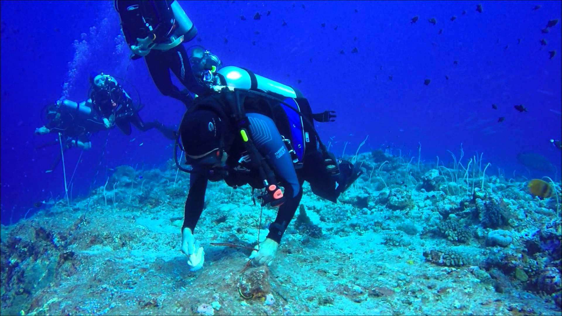 Blue Corner, Palau Islands