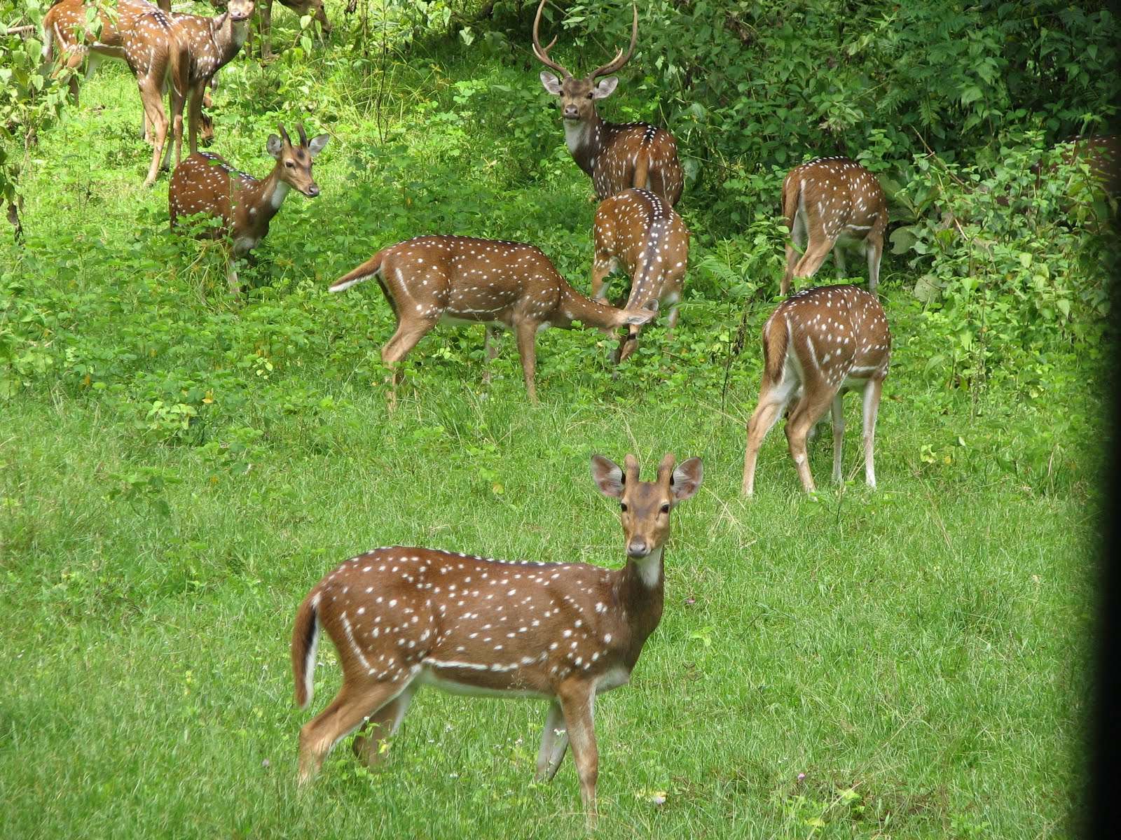 Badalkhol  Wildlife Sanctuary