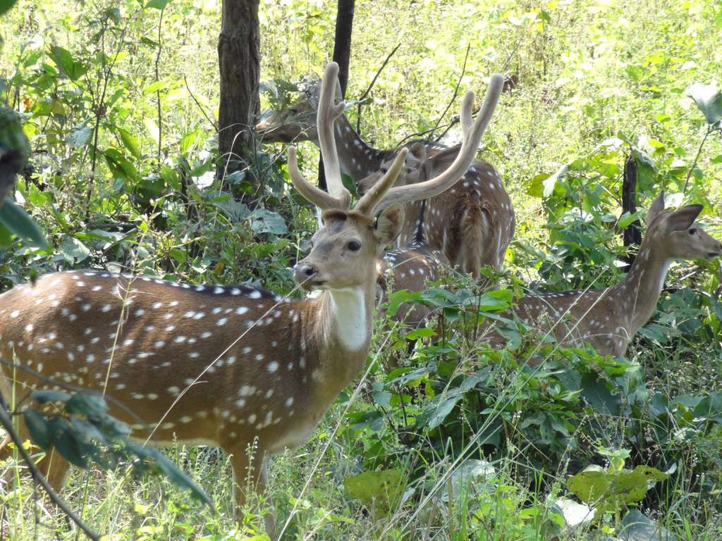 Bhairamgarh Wildlife Sanctuary