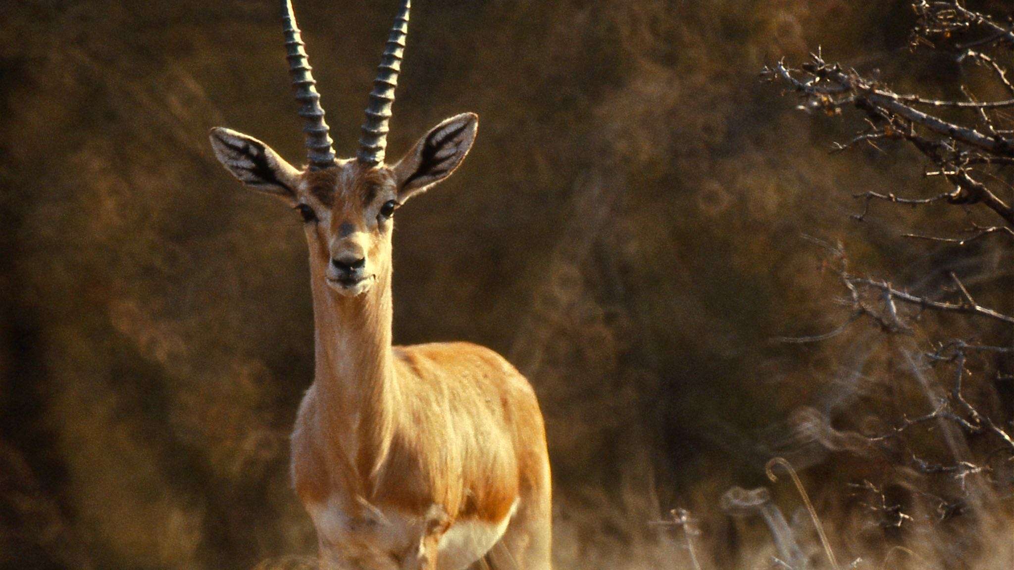 Sarangarh-Gomarda Wildlife Sanctuary  