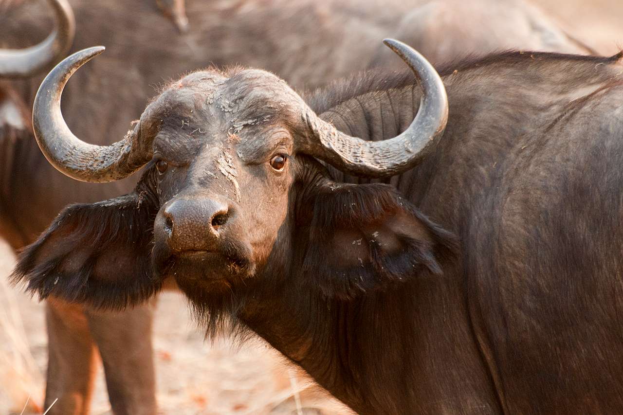 Pamed Wild Buffalo Wildlife Sanctuary
