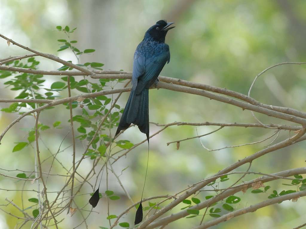 Sitanadi Wildlife Sanctuary