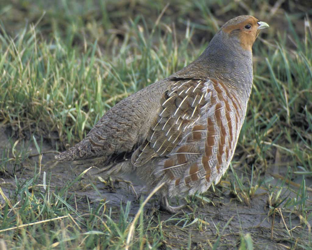 Udanti Wild Buffalo Wildlife Sanctuary