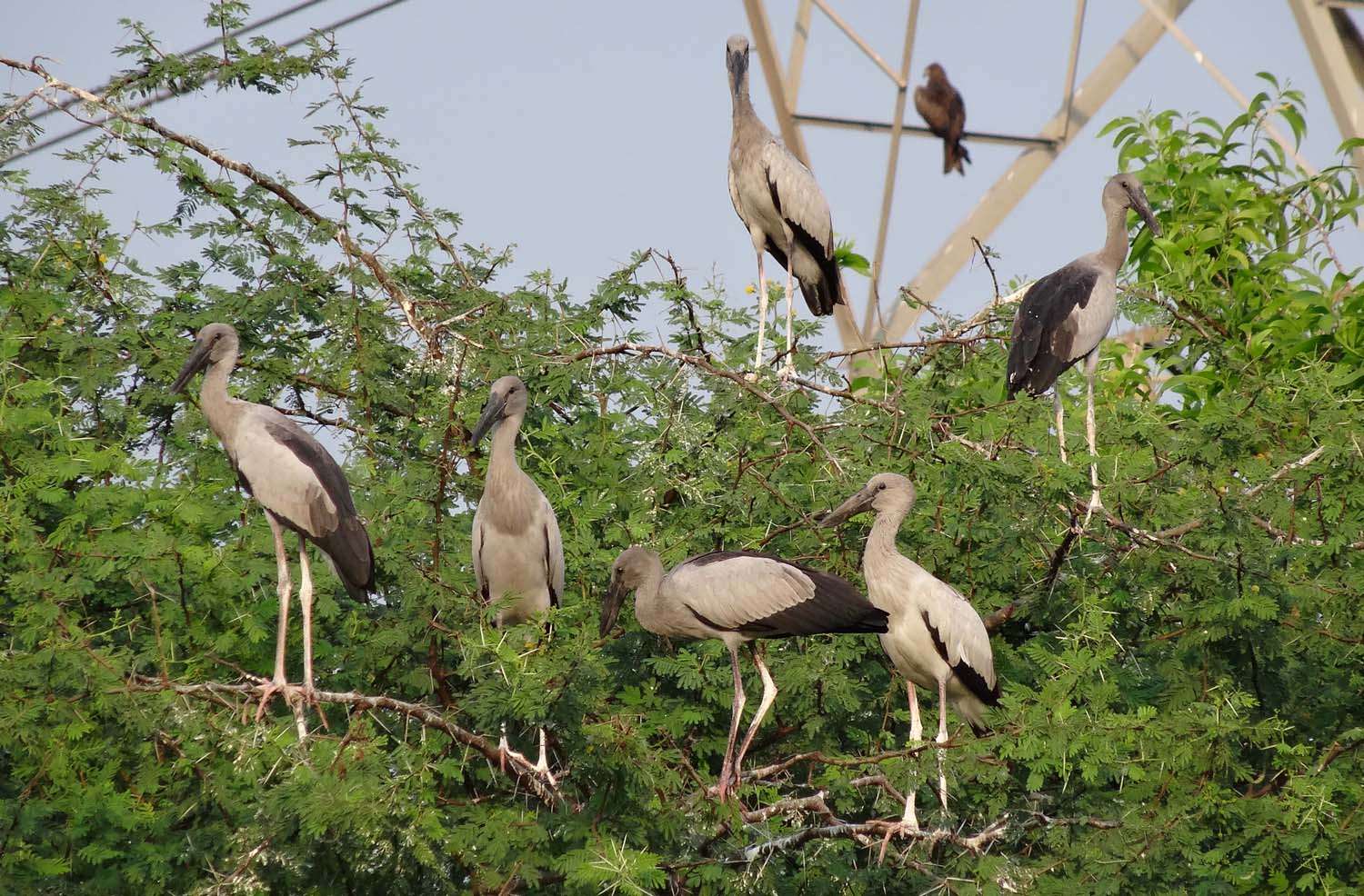Guru Ghasi Das (Sanjay) National Park