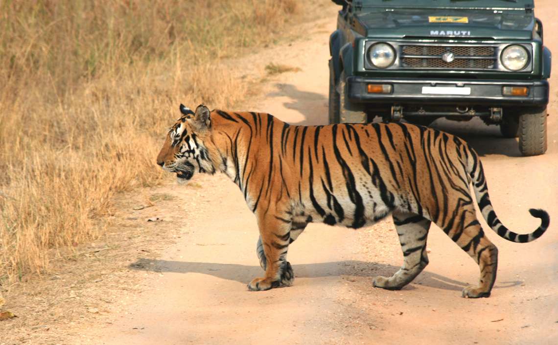 Bandhavgarh