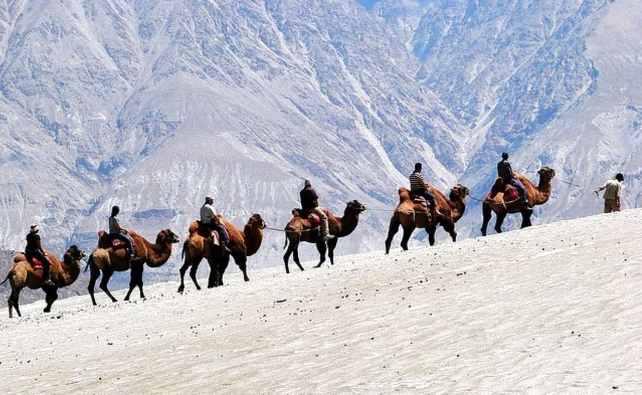 Camel Safari in Nubra Valley