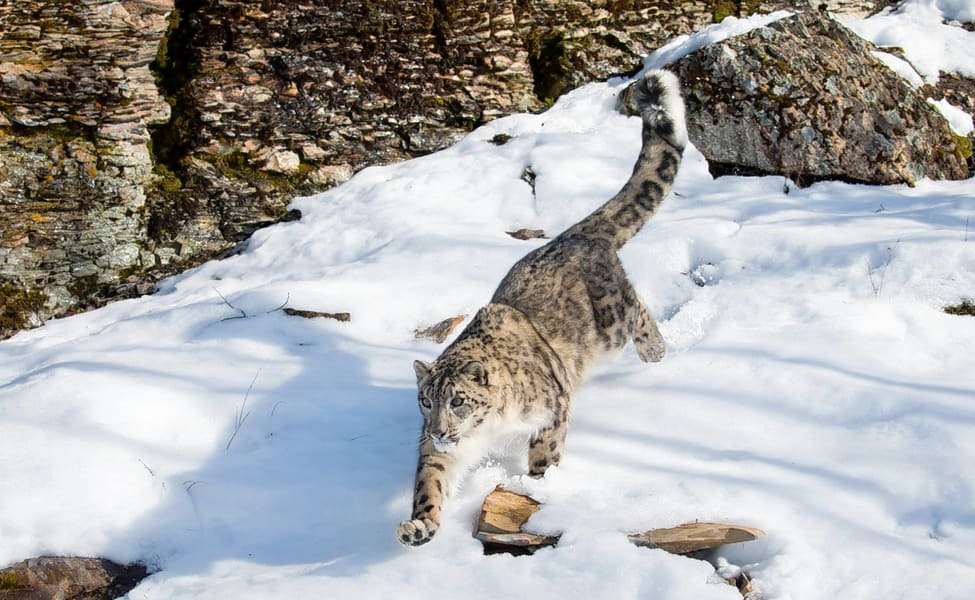 Snow Leopard Trek