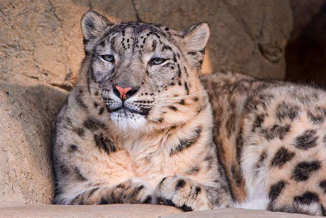 Snow Leopard Sighting at Hemis National Park