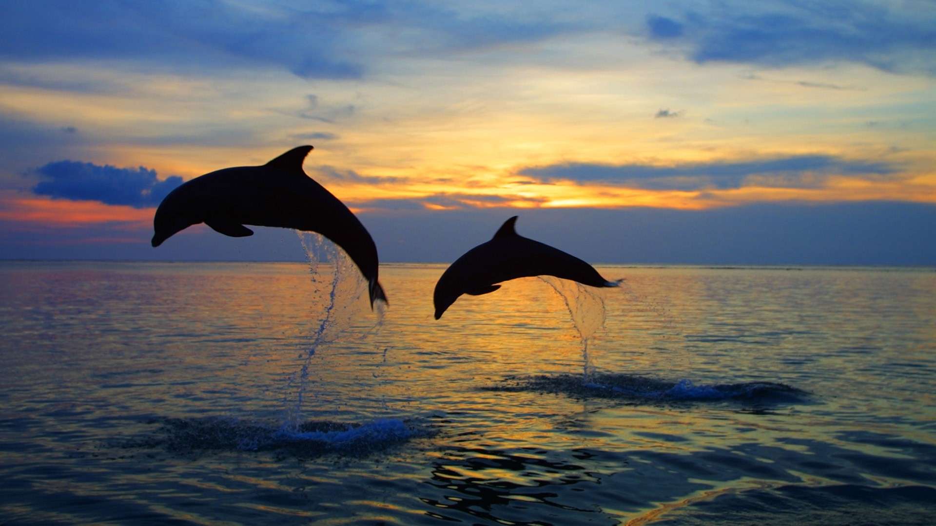 Dolphin Watching