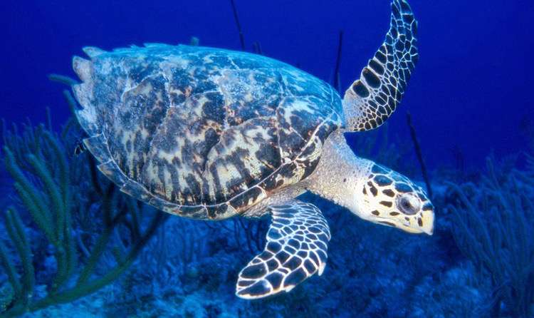 Mahatma Gandhi Marine National Park