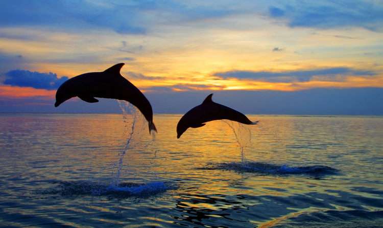 Dolphin Watching