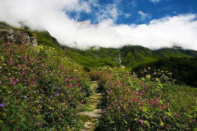 Valley of Flowers (513 kms from Delhi)