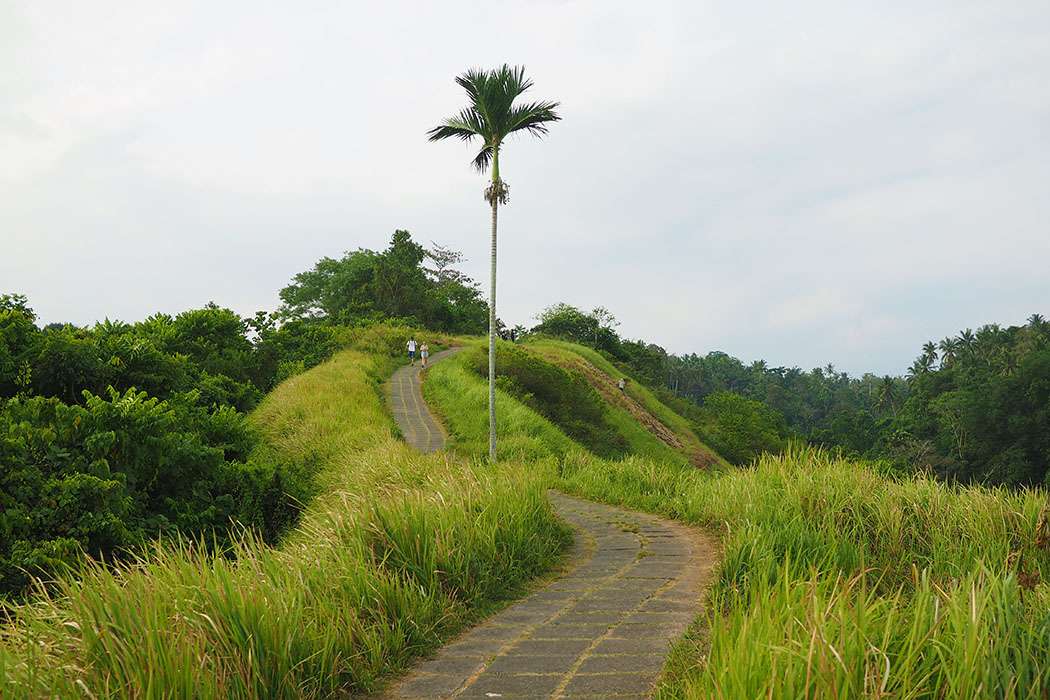 Go for a Campuhan Ridge Walk
