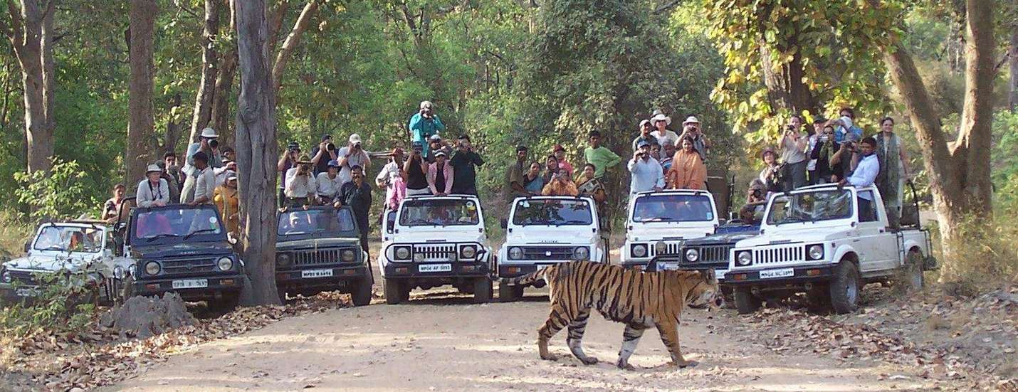 Bandhavgarh National Park, Madhya Pradesh