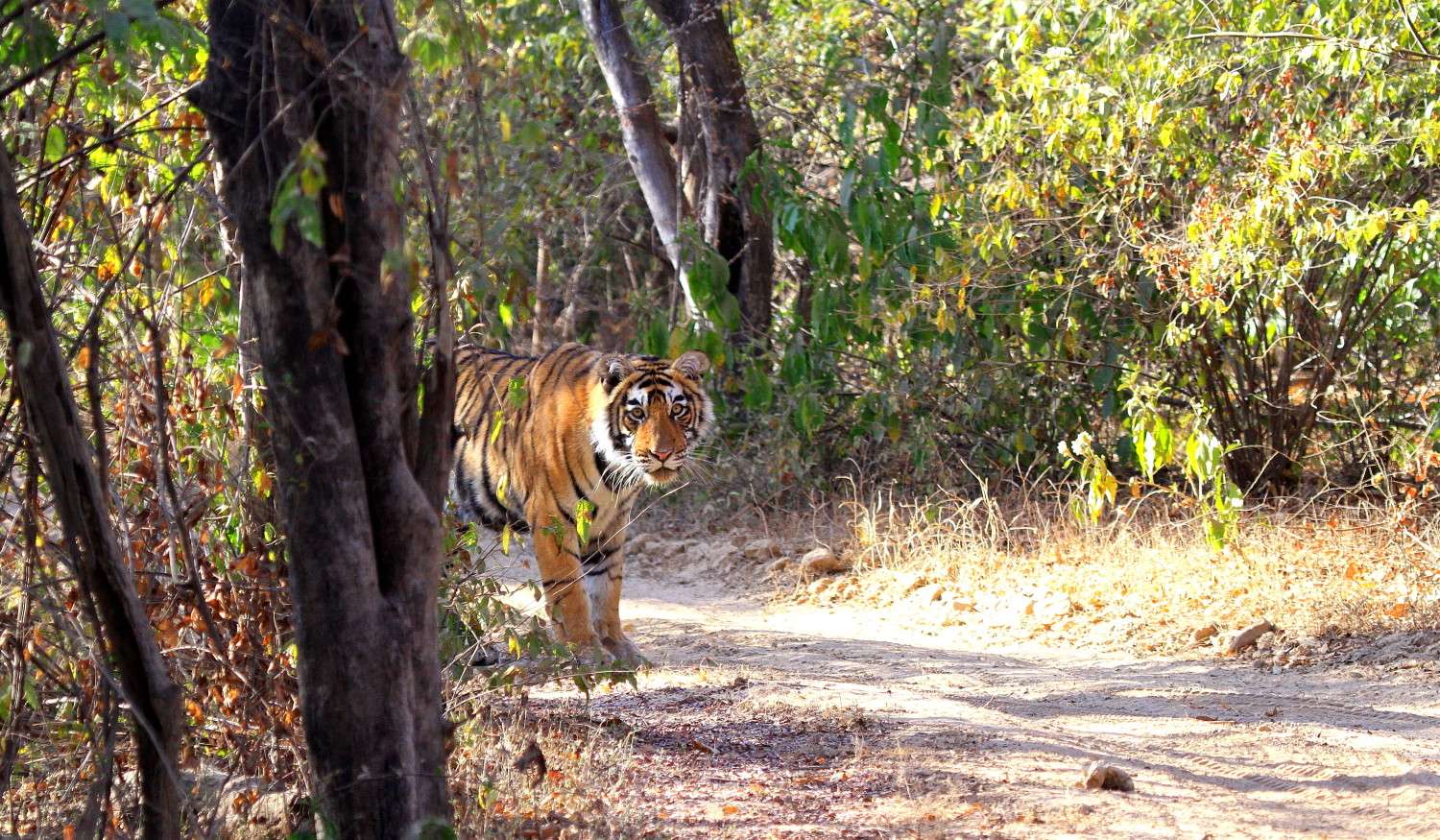 Panna National Park,Madhya Pradesh