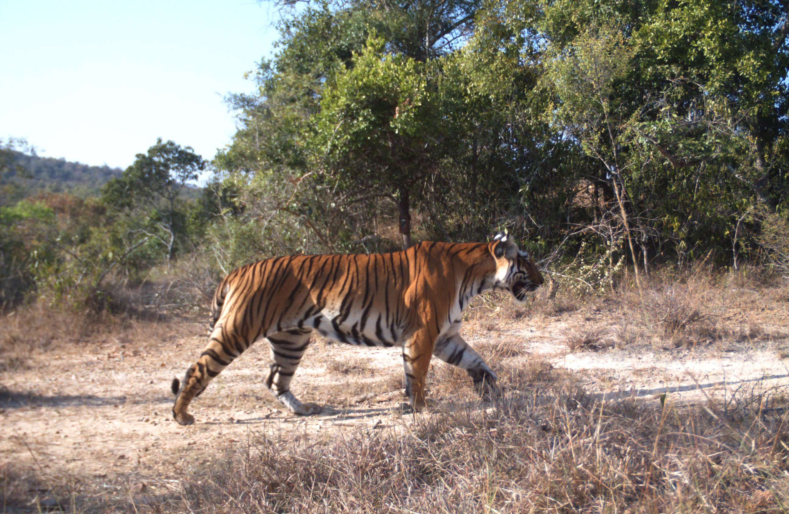 Anamalai Tiger Reserve, Tamil Nadu