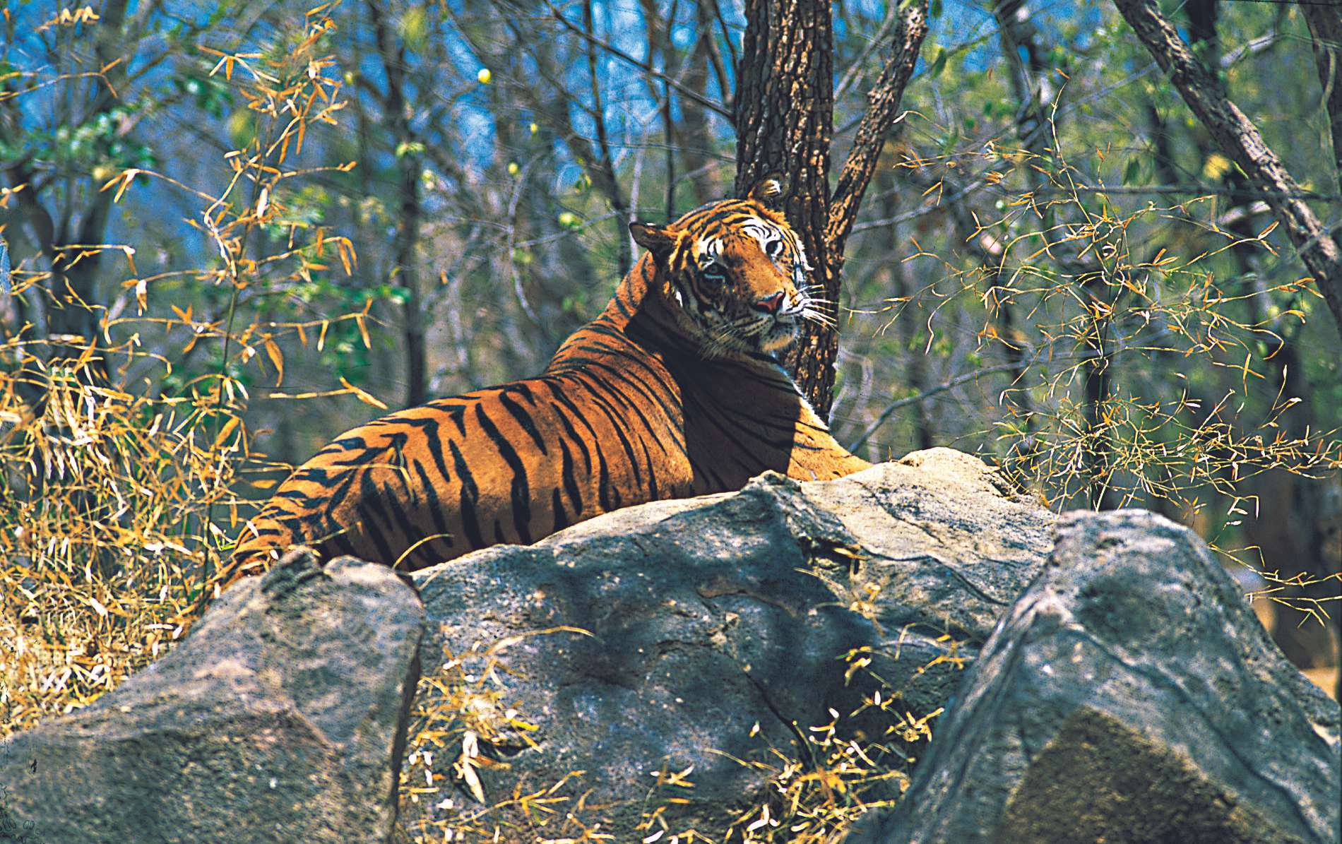 Indravati Tiger Reserve, Chhattisgarh