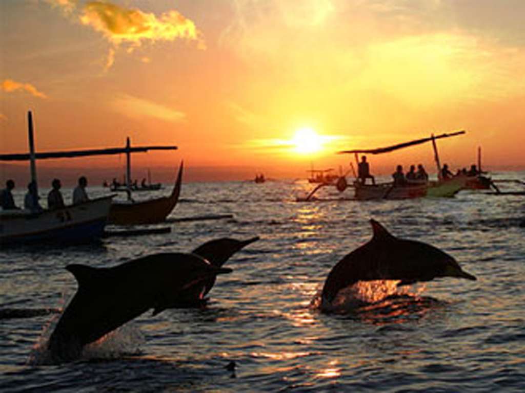 Take an Early Morning Boat Ride for Dolphin Watching