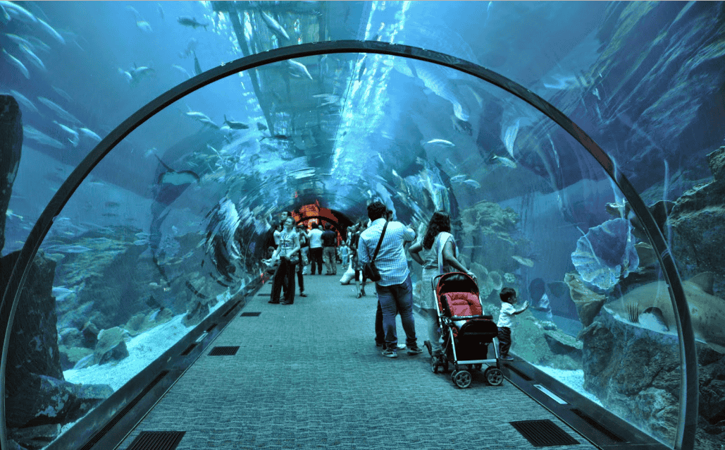 Meet The Sharks - Dubai Aquarium and Underwater Zoo