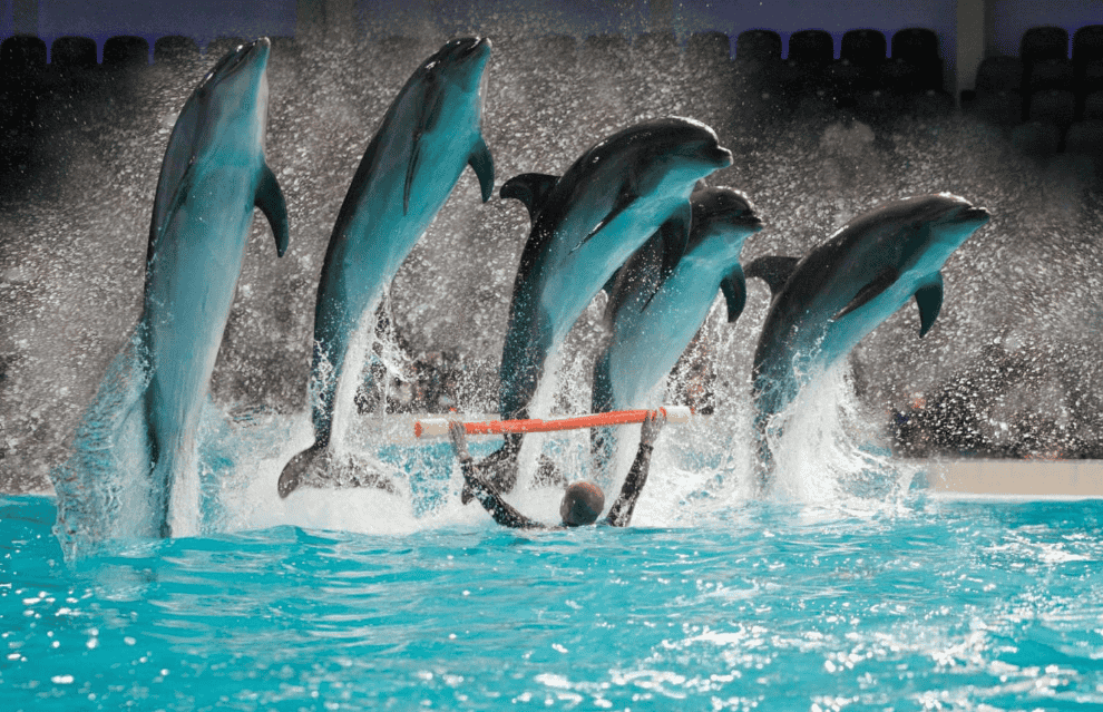 Dubai Dolphinarium