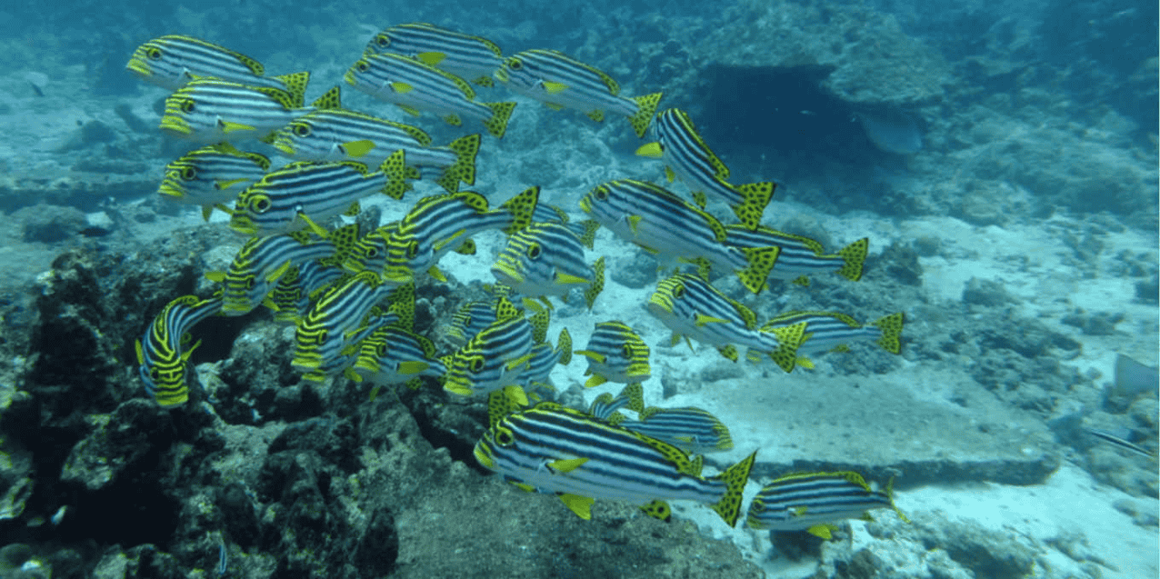 Great Nicobar Biosphere Reserve