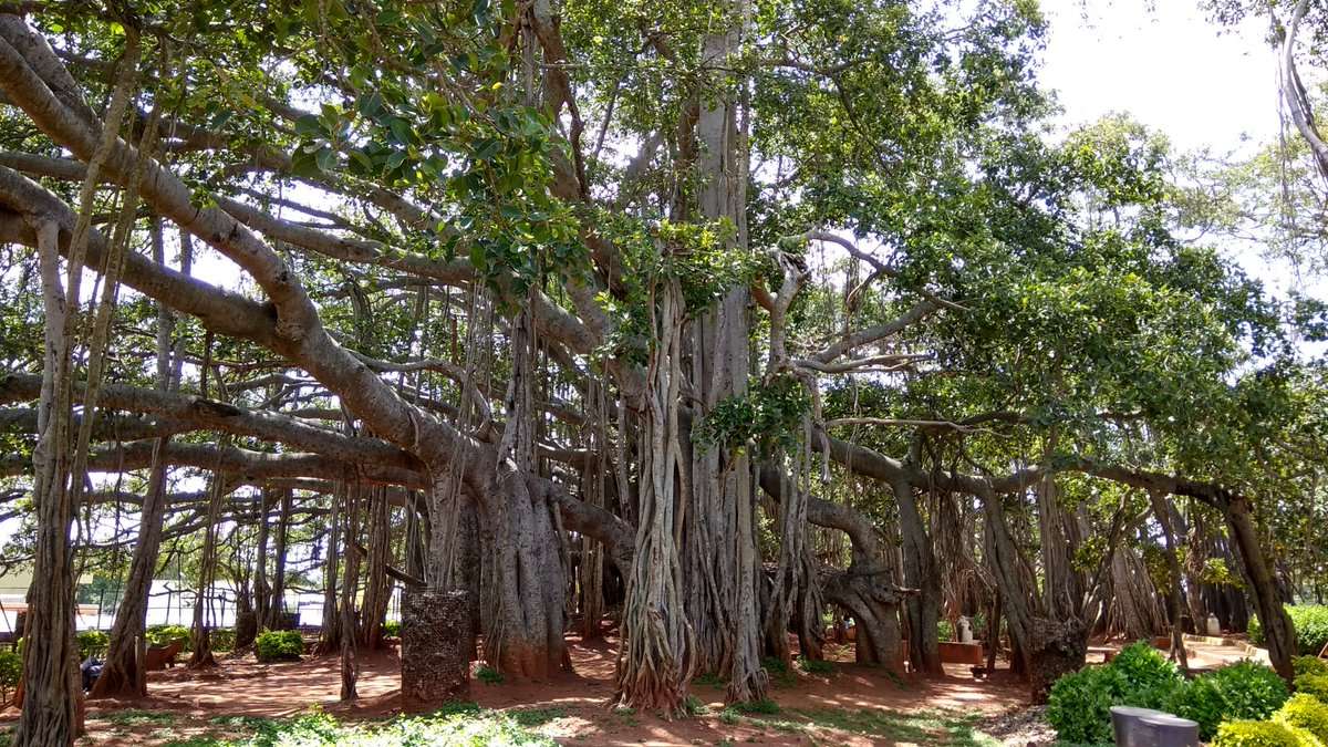Big Banyan Tree - 34 km from Bangalore