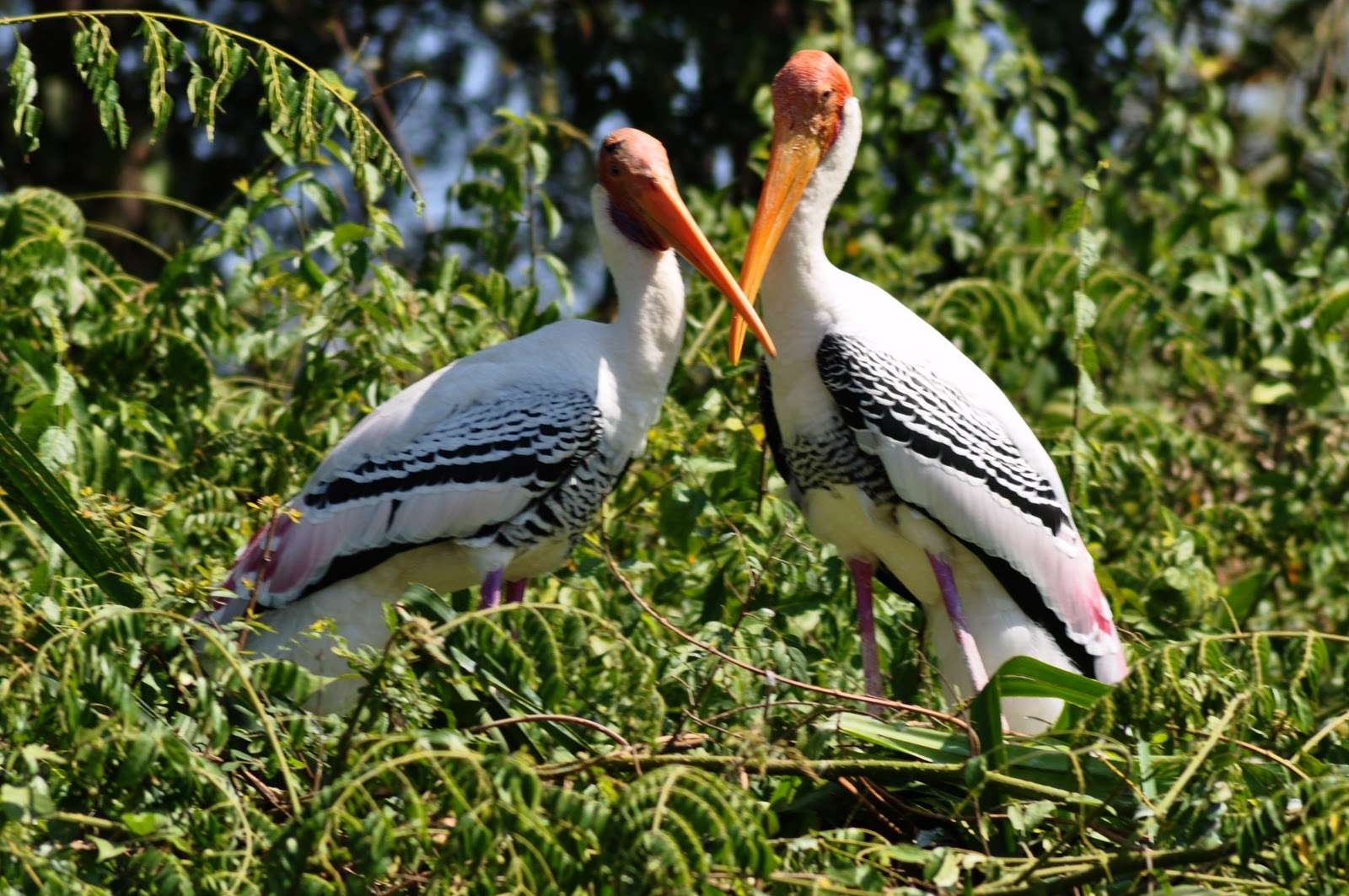 Kokkare Bellur Bird Sanctuary - 87 km from Bangalore