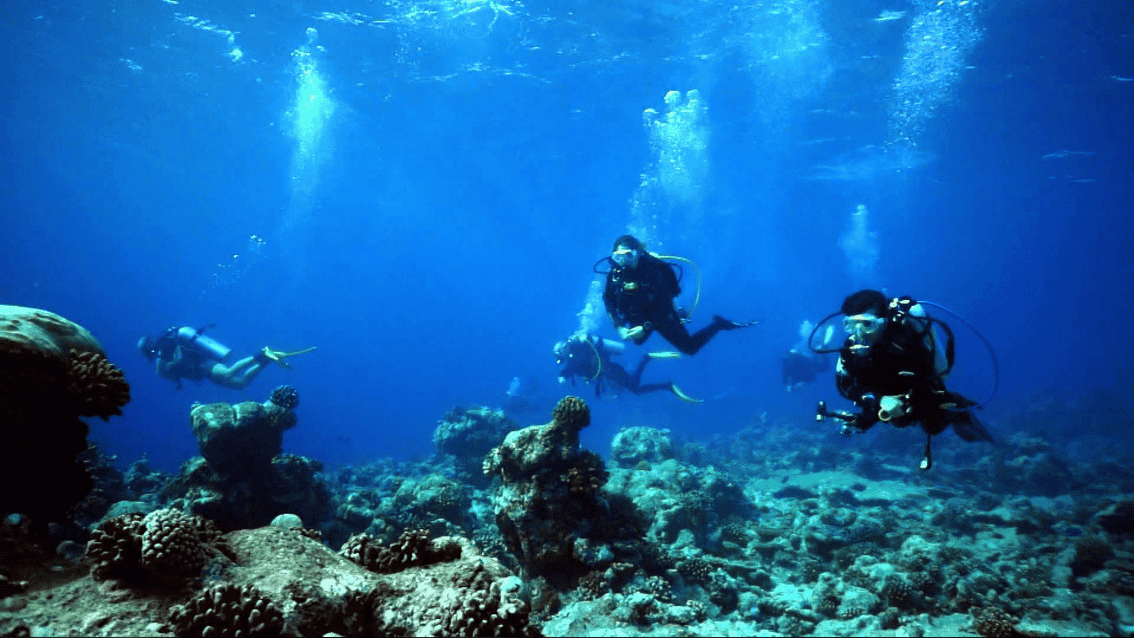 Swim With Flora And Fauna - Diving Experience