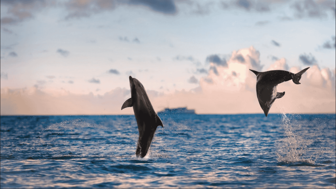 See The Dolphin Dance