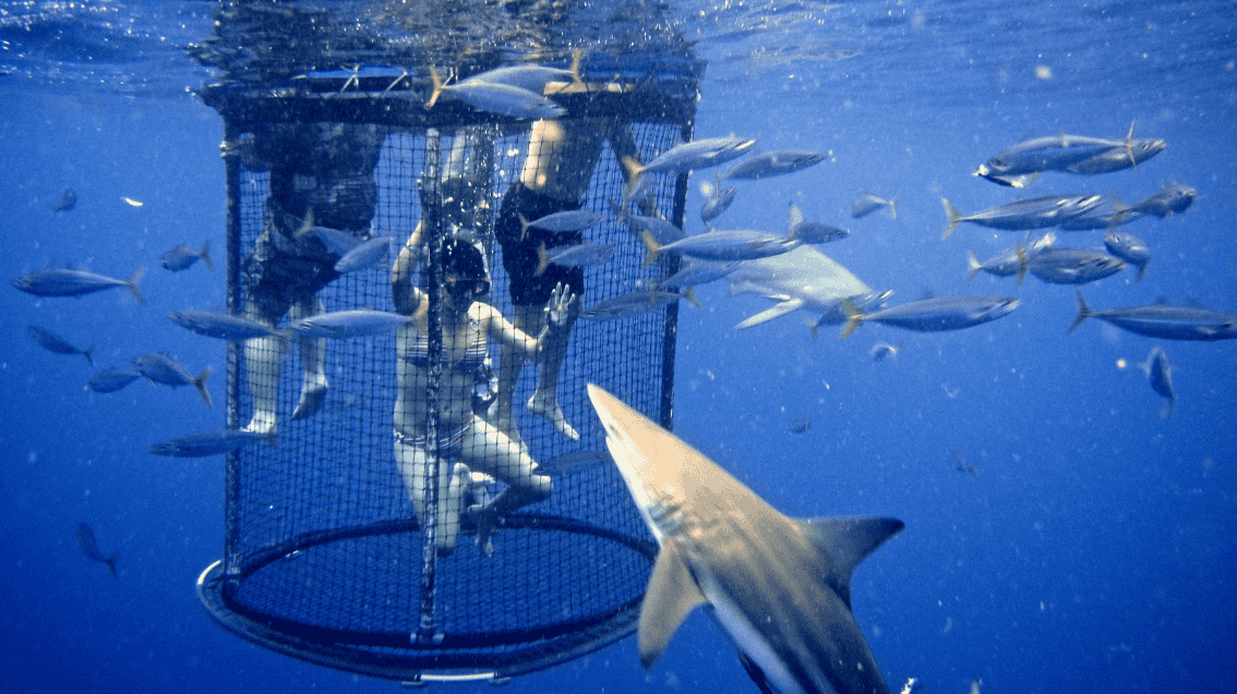 Get A Whale & Shark Sightseeing Trip