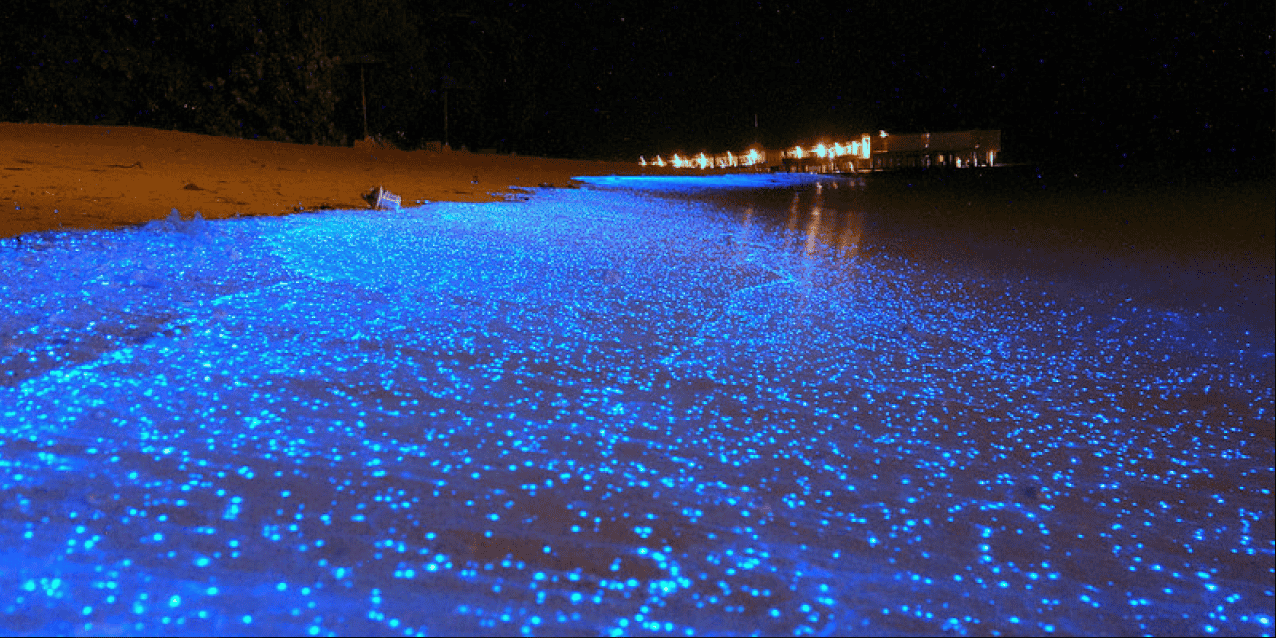 Enjoy Noctiluca Scintillans At Night