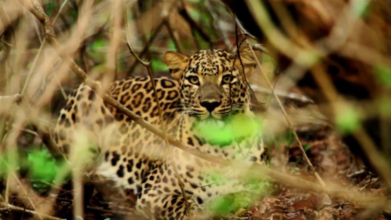 Bhadra Wildlife Sanctuary Jeep Safari