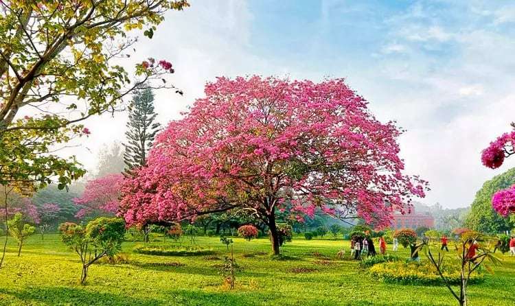 Rejuvenate Love Through Walks in Cubbon Park