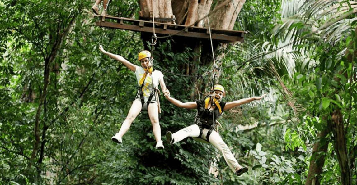 Fly From Tree To Tree