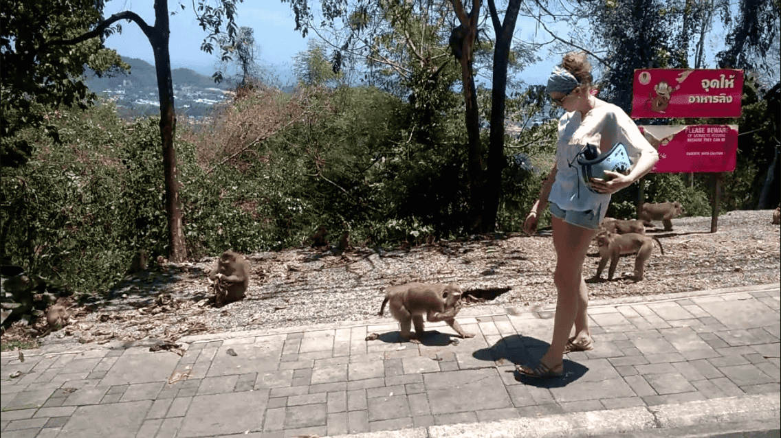 Play With Monkeys at Monkey Hill