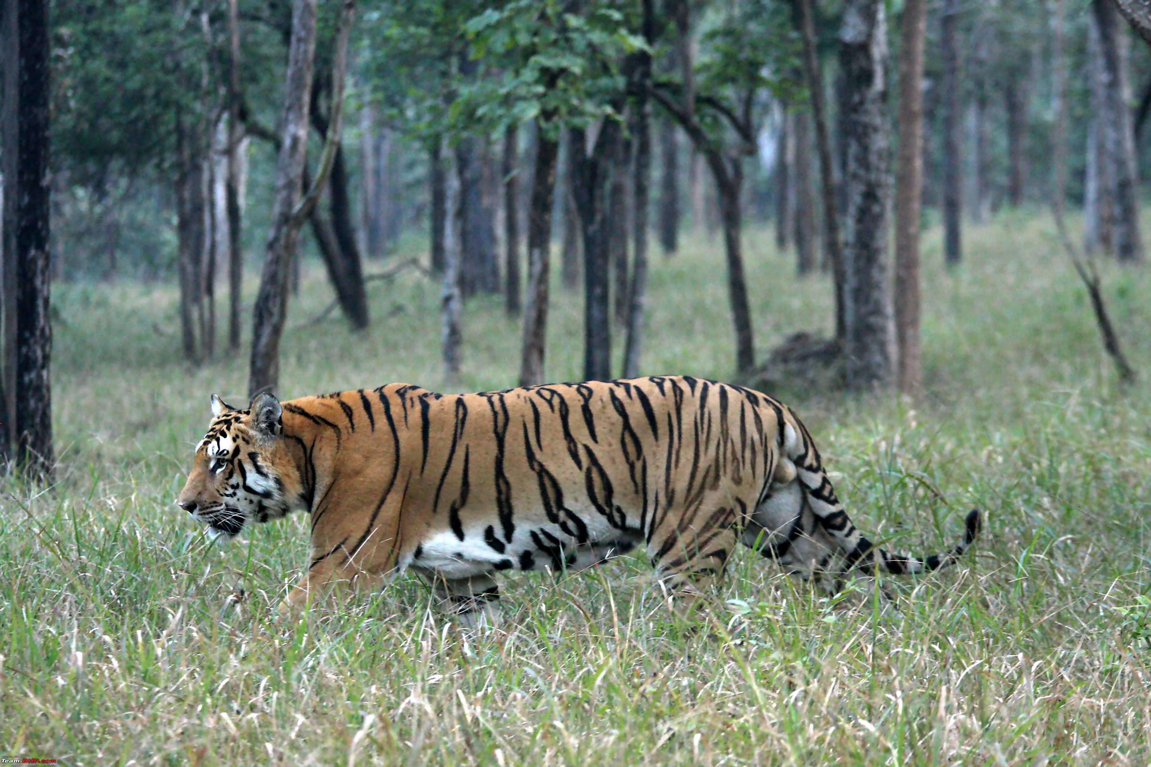 Mudumalai Tiger Reserve
