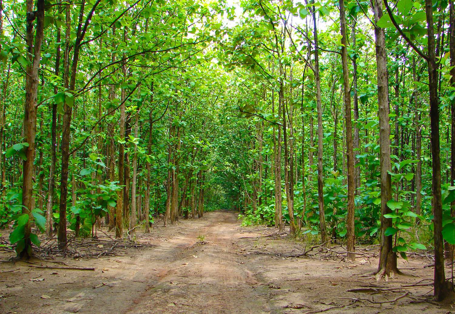 Kottachedu Teak Forest