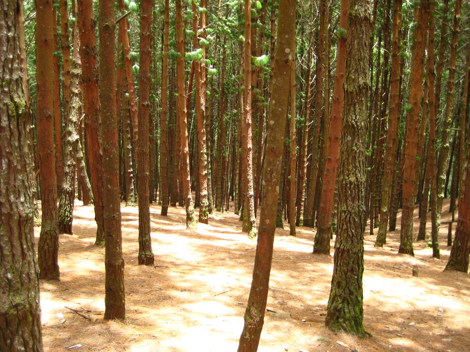 Pine Forest