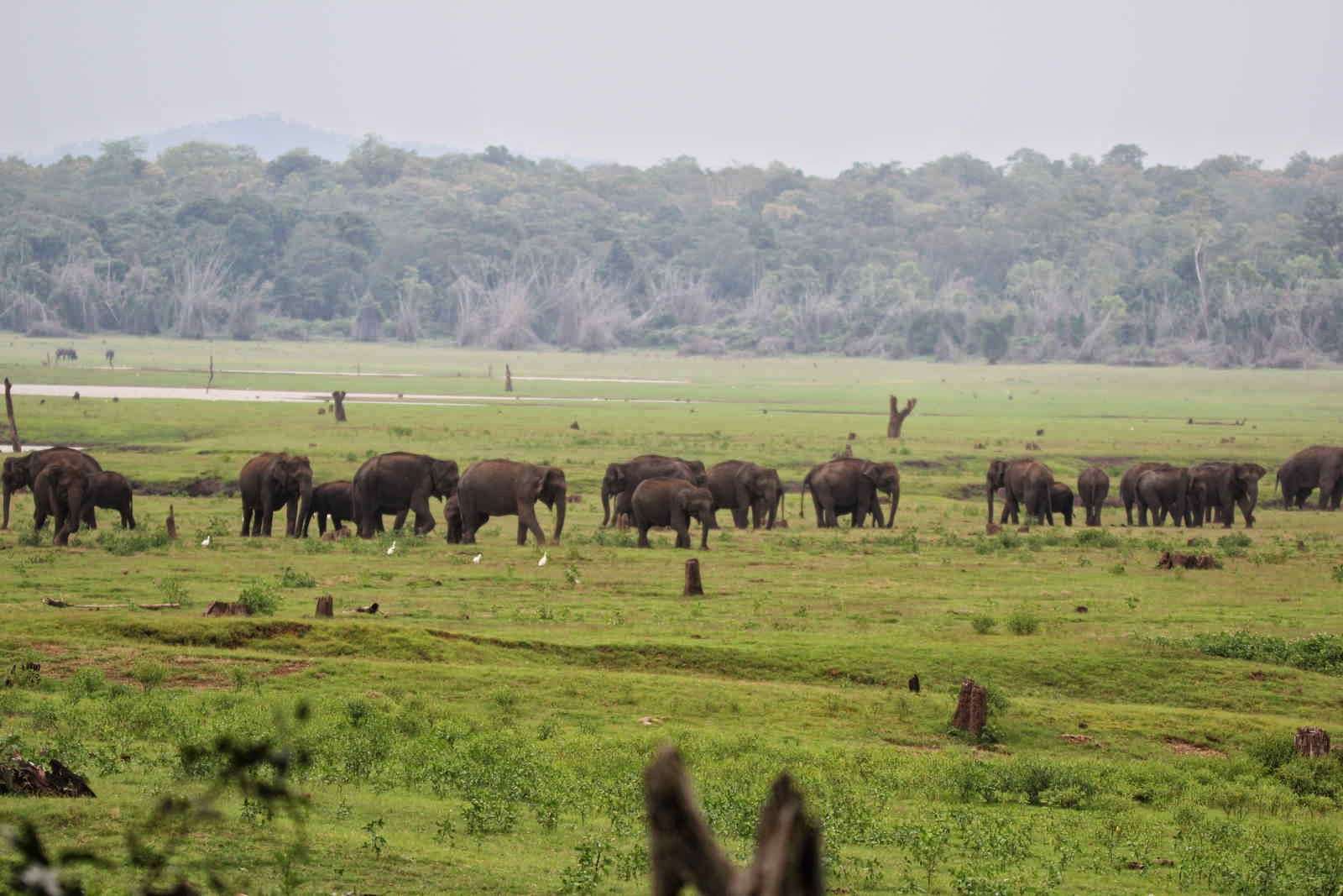 Nagarhole National Park