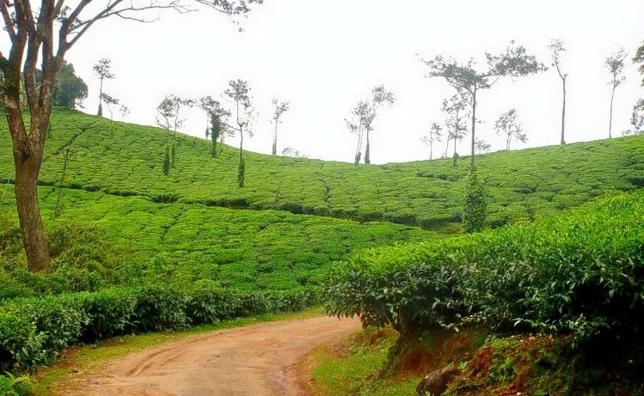 Travel Tips for Coorg Trip from Bangalore