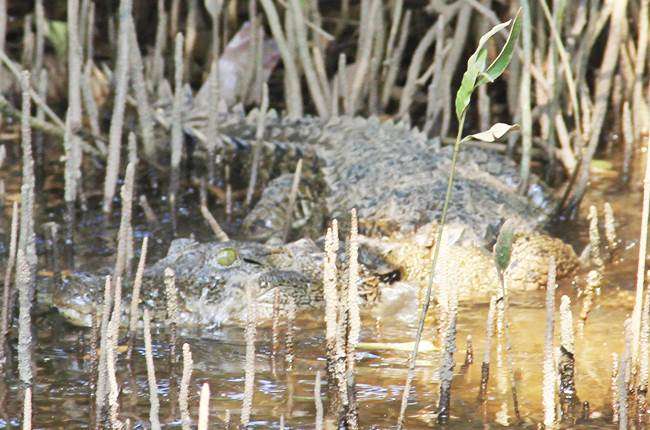The Forest Density Cover of Goa is Over 30%