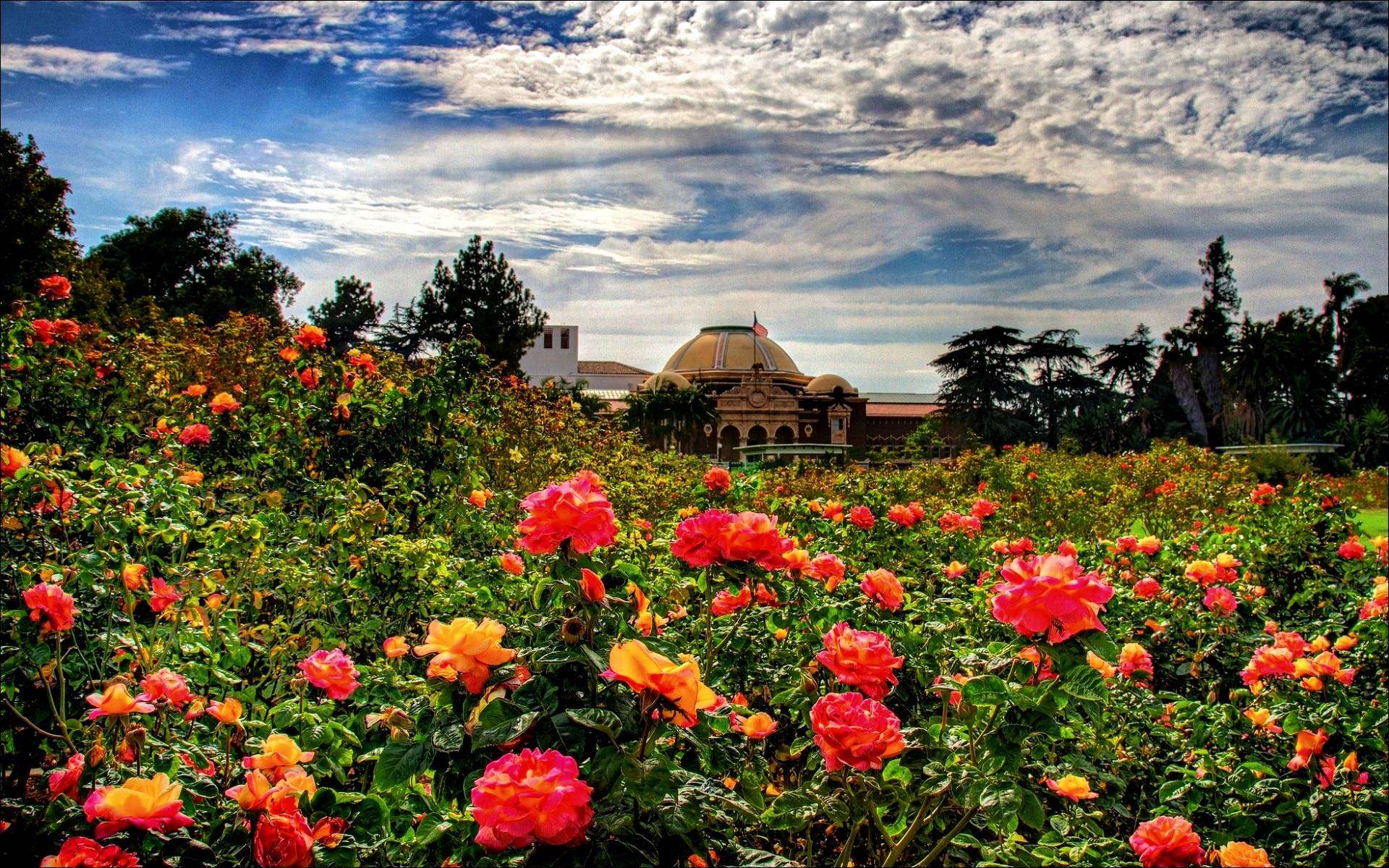 Rose Garden