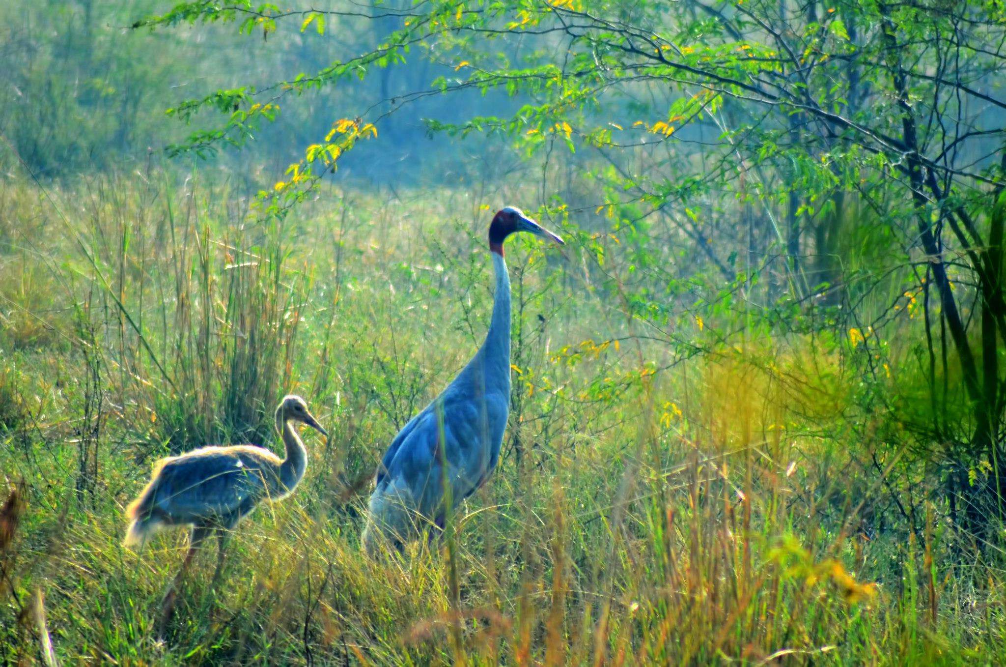 Salim Ali Bird Sanctuary