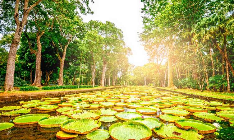 Mauritius Botanical Garden