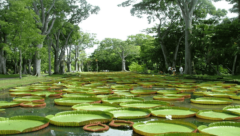 Mauritius Botanical Garden