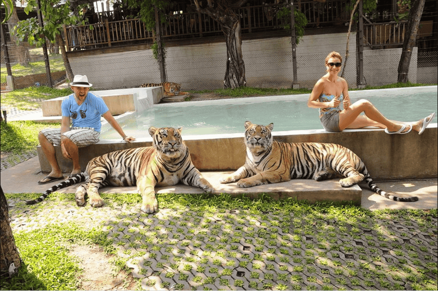 Play With Tigers - Tiger Kingdom