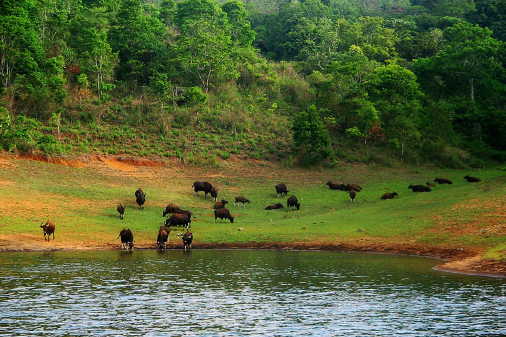 Wayanad Wildlife Sanctuary