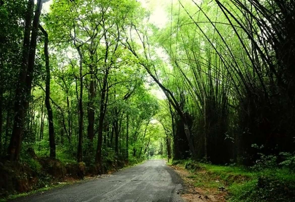 Bamboo Forests, Muthanga